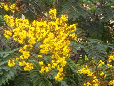 Sắc điệp vàng