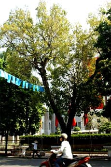 Hà Nội mùa thu, cây cơm nguội vàng…