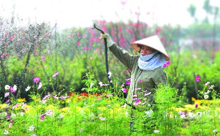 Người trồng hoa ở Hà Nội: Héo lòng vì thời tiết