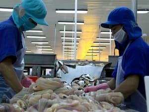 Châu Âu nhập cá tra Việt với mức giá 3 USD mỗi kg