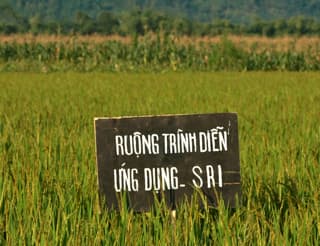 Hơn 1 triệu nông dân đang áp dụng hệ thống thâm canh lúa cải tiến SRI