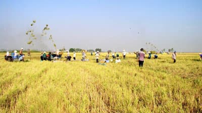 Yếu tố sống còn bảo đảm an ninh lương thực