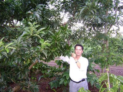 Người nghiên cứu thành công giống bơ trái vụ ở Tây Nguyên