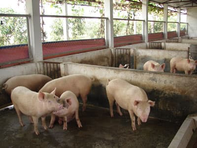 Nâng cao hiệu quả chăn nuôi lợn thịt tại đơn vị