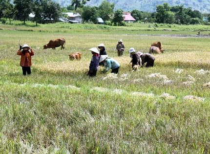 Tây Nguyên: Lúa gặt về… mong “nắng”