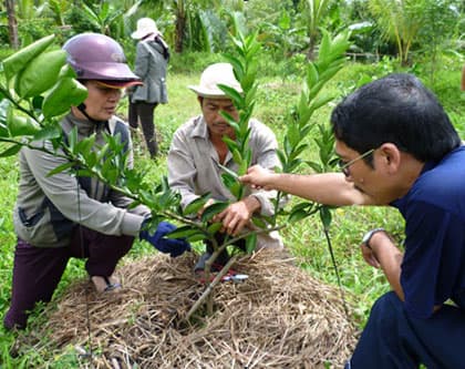 Giúp mở rộng hiệu quả Dự án cây trồng trên địa bàn tỉnh Vĩnh Long