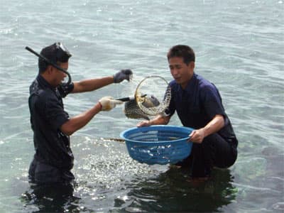 "Kình ngư" nơi đảo xa