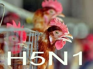 Trung Quốc: Phát hiện một trường hợp nghi nhiễm cúm gia cầm ở người