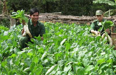 Rau xanh trên đất khô cằn