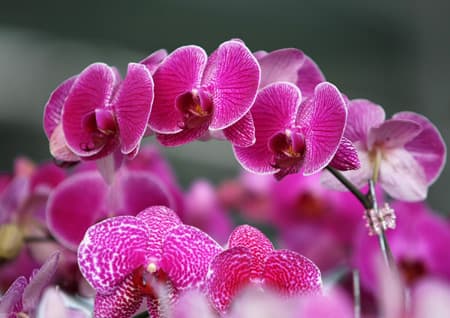 Hoa Lan - Nữ hoàng của các loài hoa