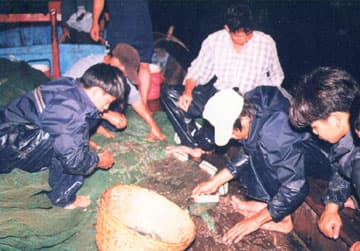 Tuy An (Phú Yên): Ngư dân trúng đậm tôm hùm giống