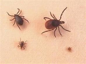 Trung Quốc: Phát hiện ra chủng virus SFTSV mới