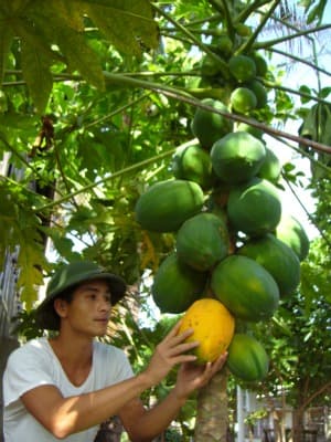 Đảo xanh Nam Yết