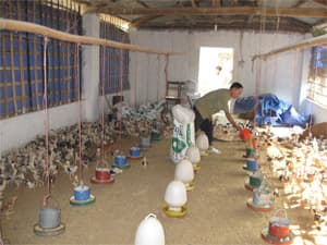 Triệu phú gà đồi