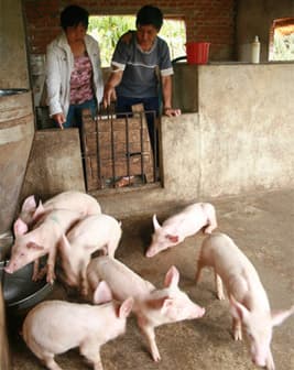 Heo chết hàng loạt, ngành thú y đứng ngoài cuộc