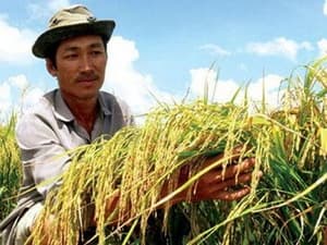 Chọn tạo hai giống lúa thơm mới chất lượng cao