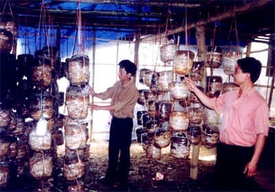 Quảng Trị: 1,4 triệu USD triển khai chương trình “Sứ mệnh của Nấm”