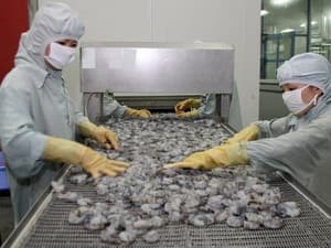 Kiến nghị kiểm tra phóng xạ thủy sản nguyên liệu nhập từ Nhật Bản tại kho của doanh nghiệp