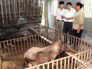 Cảnh giác trước nguy cơ bị mắc bệnh liên cầu khuẩn lợn