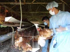 Đề nghị Thủ tướng tạm dừng tiêm phòng vắc-xin cúm gia cầm