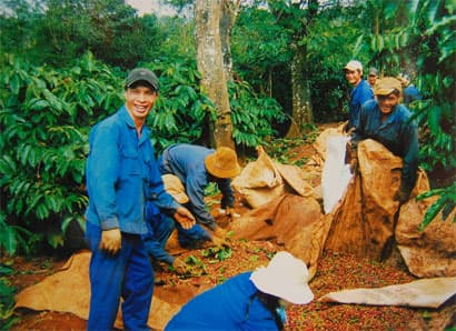 Khai trương hệ thống chế biến cà phê mới tại Đắk Lắk
