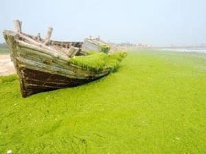 Dải tảo xanh khổng lồ tấn công biển Trung Quốc