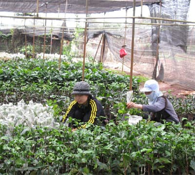 Giống cây trồng mang thương hiệu “Ea Kmat”
