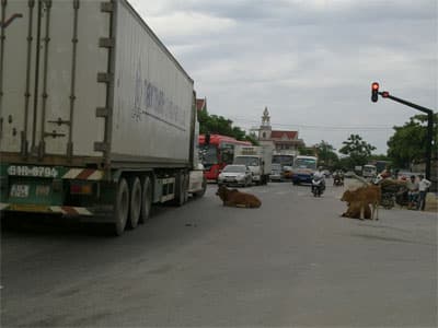Quốc lộ thành nơi... chăn bò