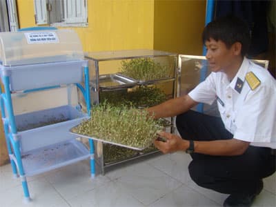 Rau mầm trong… khay
