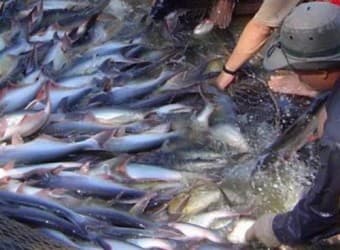 “Liên thông” các tiêu chuẩn gỡ khó cho cá tra