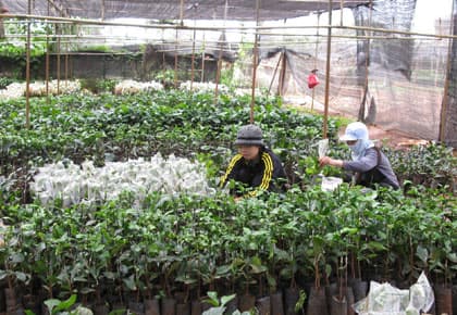 Loạn giống cây trồng mang thương hiệu “Ea Kmat”