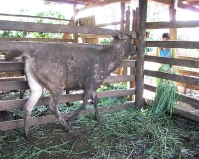 Triệu phú người Ê đê