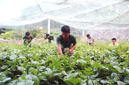 Đảo Mê - rau đã "ngược” trở vào đất liền