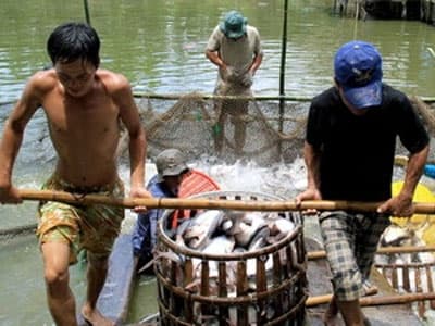 Nghề nuôi cá tra phát triển nhưng chưa bền vững