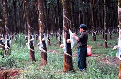 Hội thảo quốc tế khởi động Dự án “Tạo lập hệ chu trình vòng khí thải cacbon với cao su thiên nhiên”