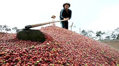 Bài học từ vụ mất thương hiệu cà phê Buôn Ma Thuột