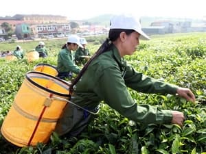 Tăng cường quản lý chất lượng với sản phẩm chè