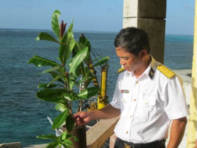 Bàng quả vuông mọc giữa đảo chìm