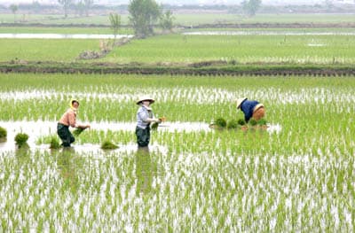 Ký ức mùa cấy thuê