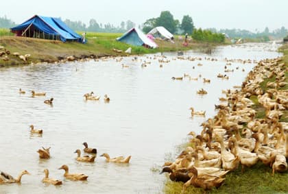 Cúm H5N1 xuất hiện trở lại