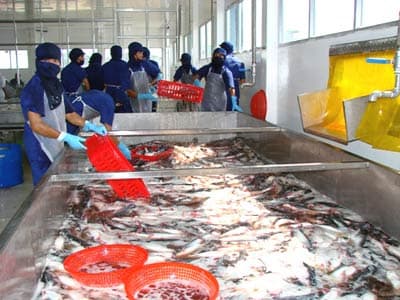 Cần nhiều giải pháp để nâng giá cá tra xuất khẩu
