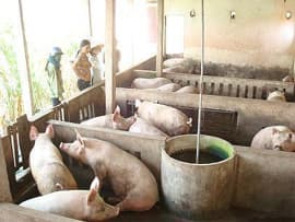 20 tỉnh, thành phố thoát dịch tai xanh