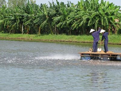 Siết chặt nuôi và xuất khẩu cá tra