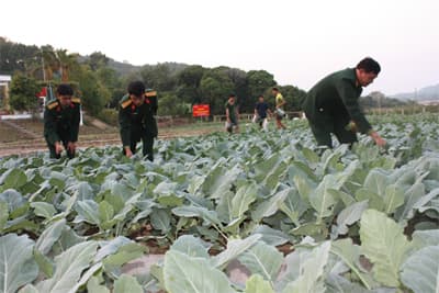 Ra đảo ngắm rau xanh chất lượng cao
