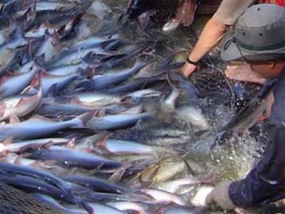 Nuôi 1ha cá tra, sẽ lãi khoảng 1,8 tỷ đồng