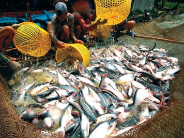 Yêu cầu WWF phải dỡ bỏ thông tin không đúng sự thật về cá tra Việt Nam