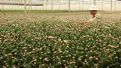 Đà Lạt: ký kết hợp tác sản xuất hoa cúc cắt cành xuất khẩu