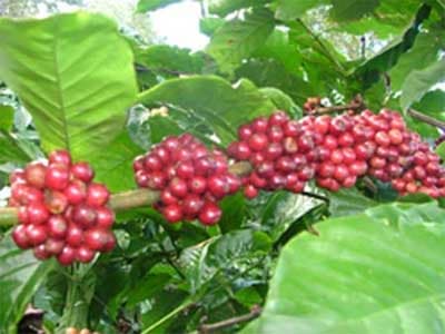 Cà phê tăng giá, nhà nông vẫn buồn
