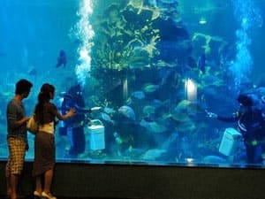 Nhiều cá biển sinh sản tại thủy cung Vinpearl