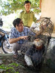 Xuất hiện Voọc chà vá chân nâu